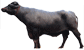 Buffalo