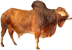 Bull