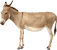 Donkey