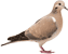 Dove