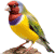 Finch
