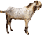 Goat
