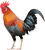 Hen