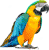 Parrot