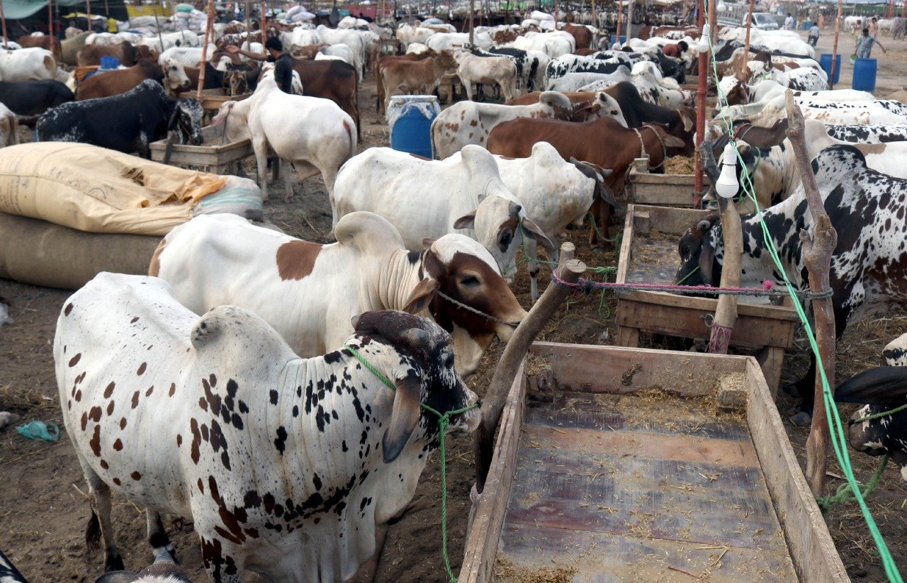 Kamalia Cow Mandi Kamalia Cow Mandi