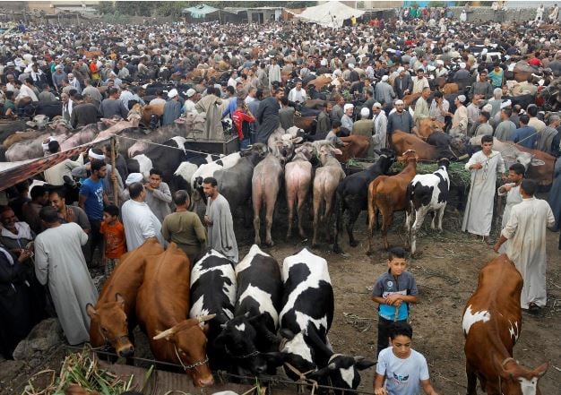 Lahore Cow Mandi Lahore Cow Mandi