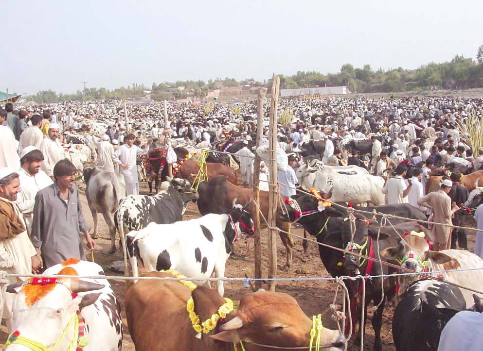 Taxila Cow Mandi