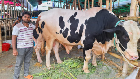 G-9 Islamabad Cow Mandi