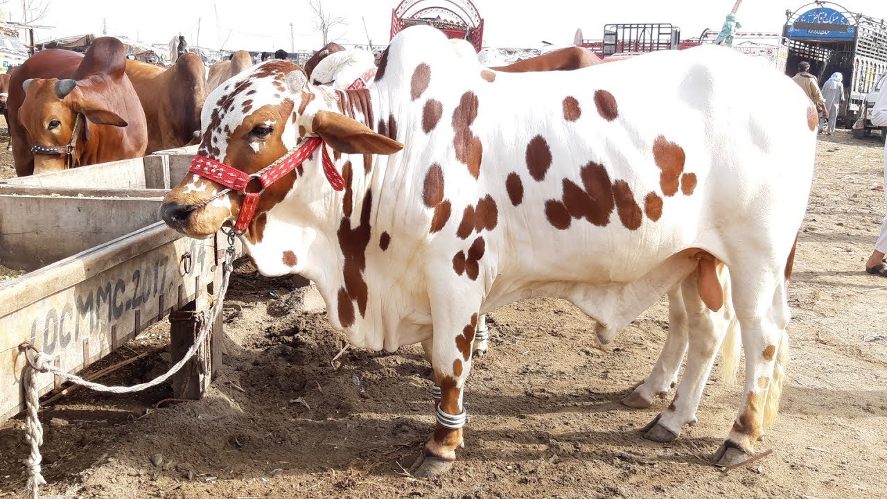 Multan Cow Mandi Multan Cow Mandi