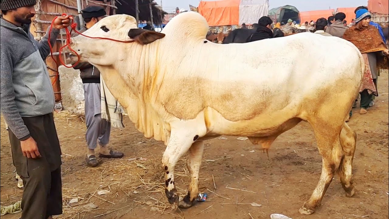 Rawalpindi Cow Mandi