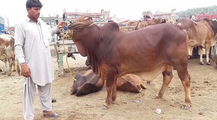 22 Number Bakra Mandi Rwp