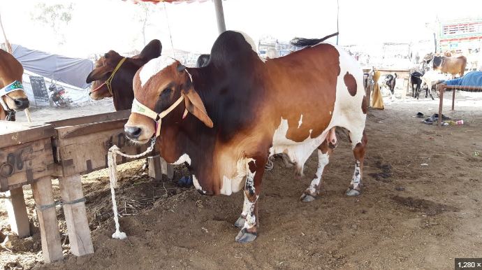 IJP Road Bakra Mandi