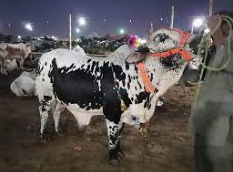 Bakra Mandi Quetta