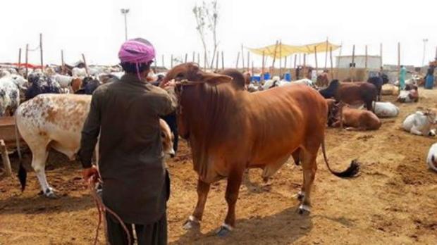 Sargodha Cow Mandi
