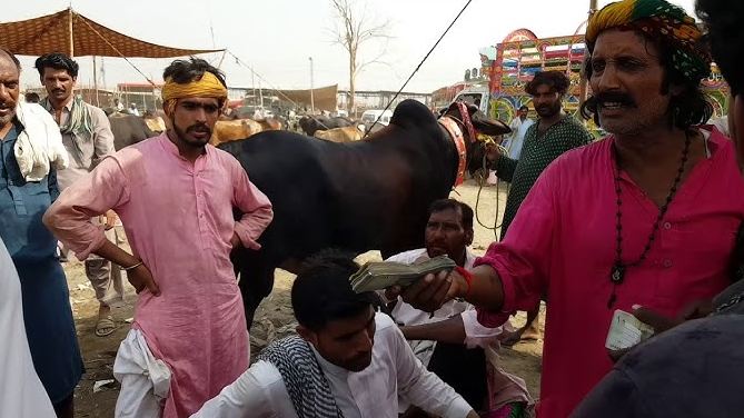 Chakwal Cow Mandi