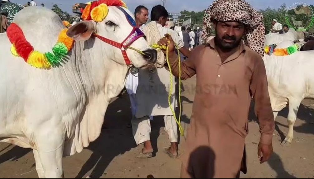 Fateh Pur Cow Mandi