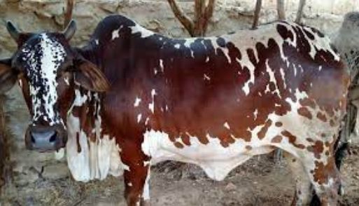 Arif Wala Cow Mandi