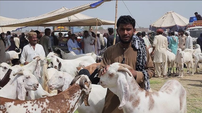 DG Khan Goats Mandi
