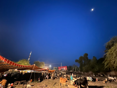 Vehari City Cow Mandi Vehari City Cow Mandi