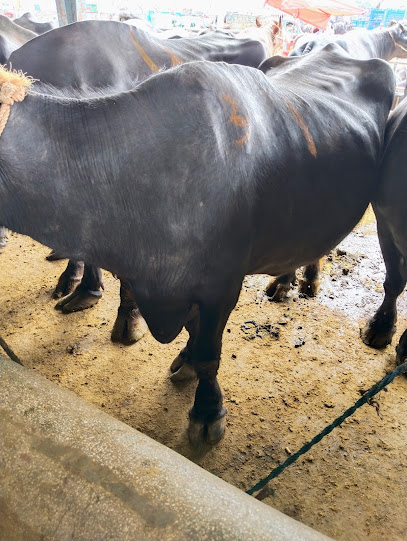 Attock Cow Mandi