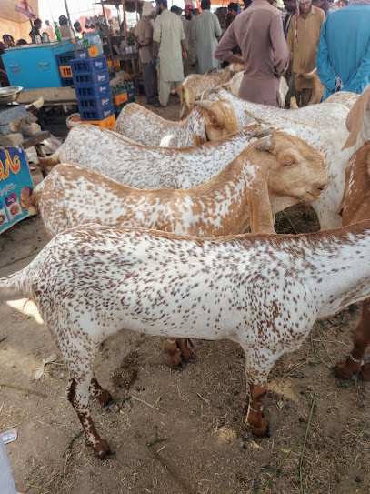 Bahawal Nagar Cow Mandi