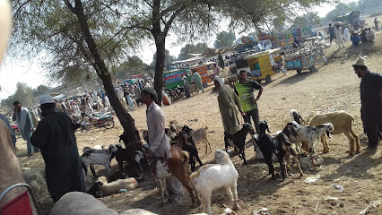Bahawal Pur Cow Mandi Bahawal Pur Cow Mandi