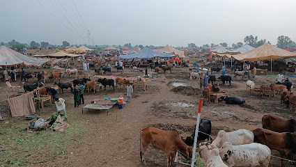 Faisalabad Cow Mandi Faisalabad Cow Mandi