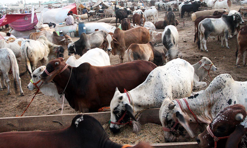 Gujranwala Cow Mandi