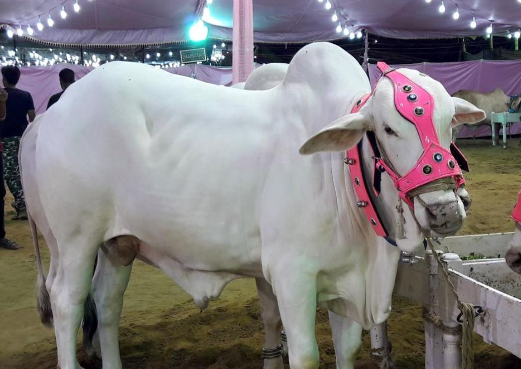 Gujrat Cow Mandi