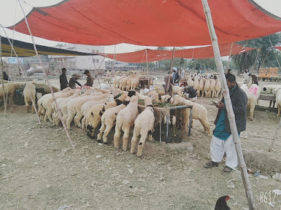 Hafizabad Cow Mandi