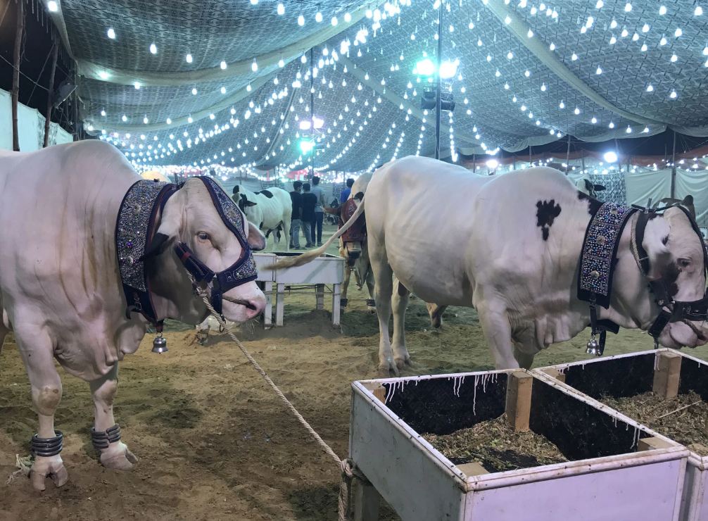 Jhelum Cow Mandi
