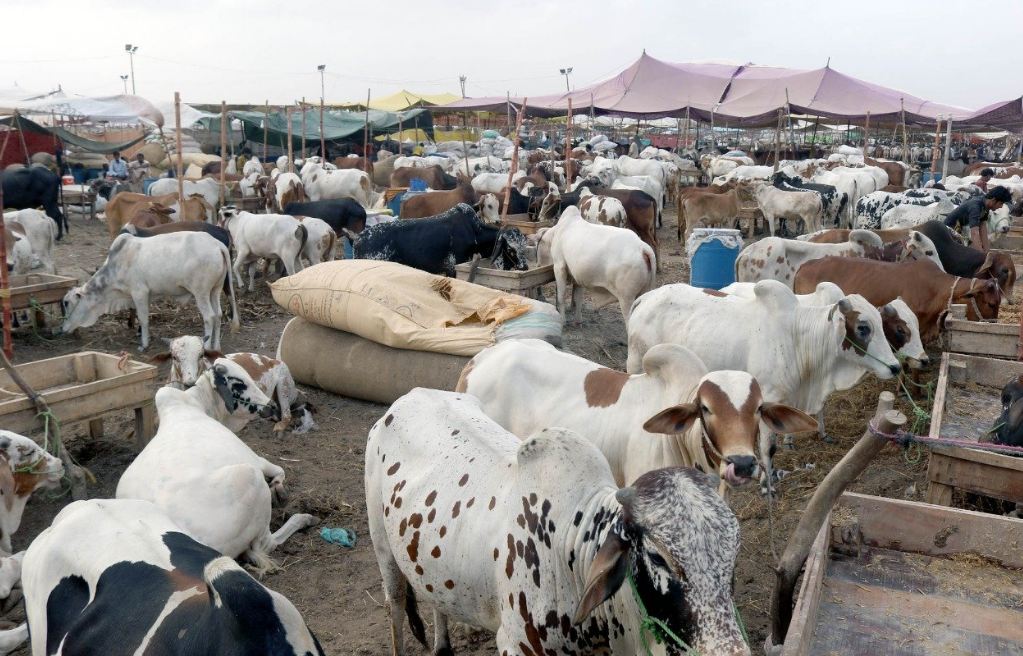 Okara District Mandi