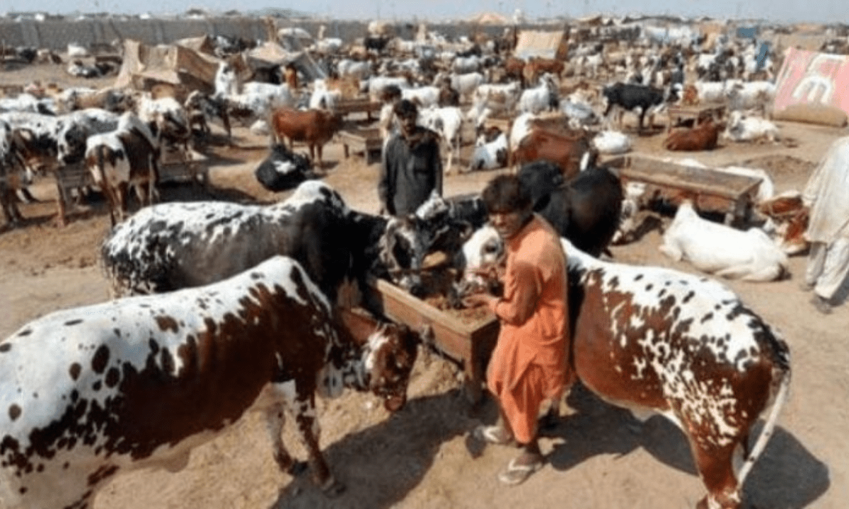 Layyah Cow Mandi Layyah Cow Mandi