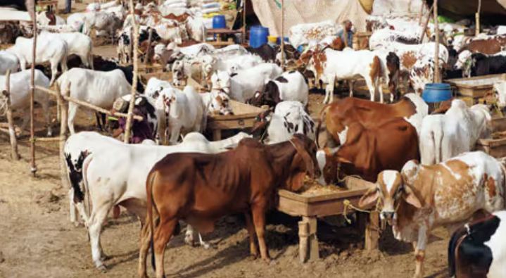 Khanewal Cow Mandi