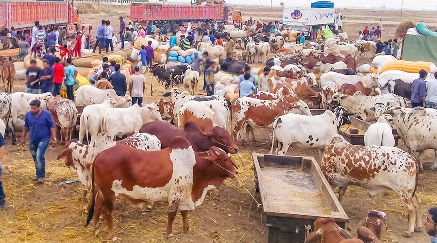Khushab Cow Mandi Khushab Cow Mandi