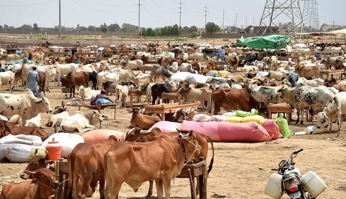 Kasur Cow Mandi Kasur Cow Mandi
