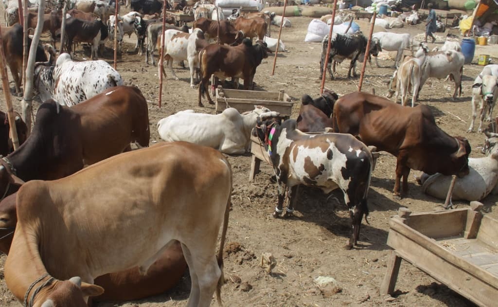 Narowal Cow Mandi Narowal Cow Mandi