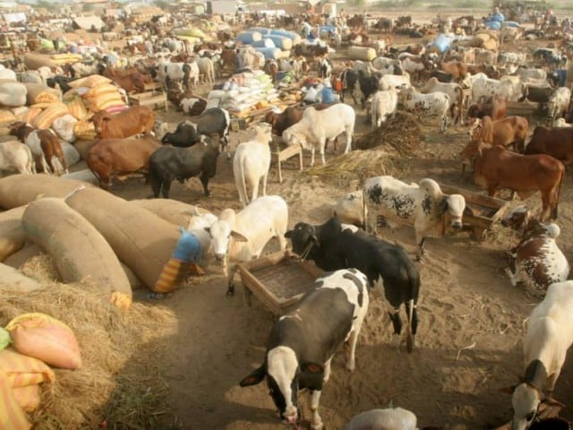 Pakpattan Cow Mandi Pakpattan Cow Mandi