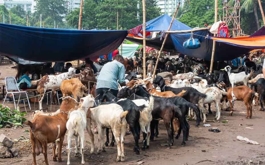 Bhatta Chowk Cattle Market