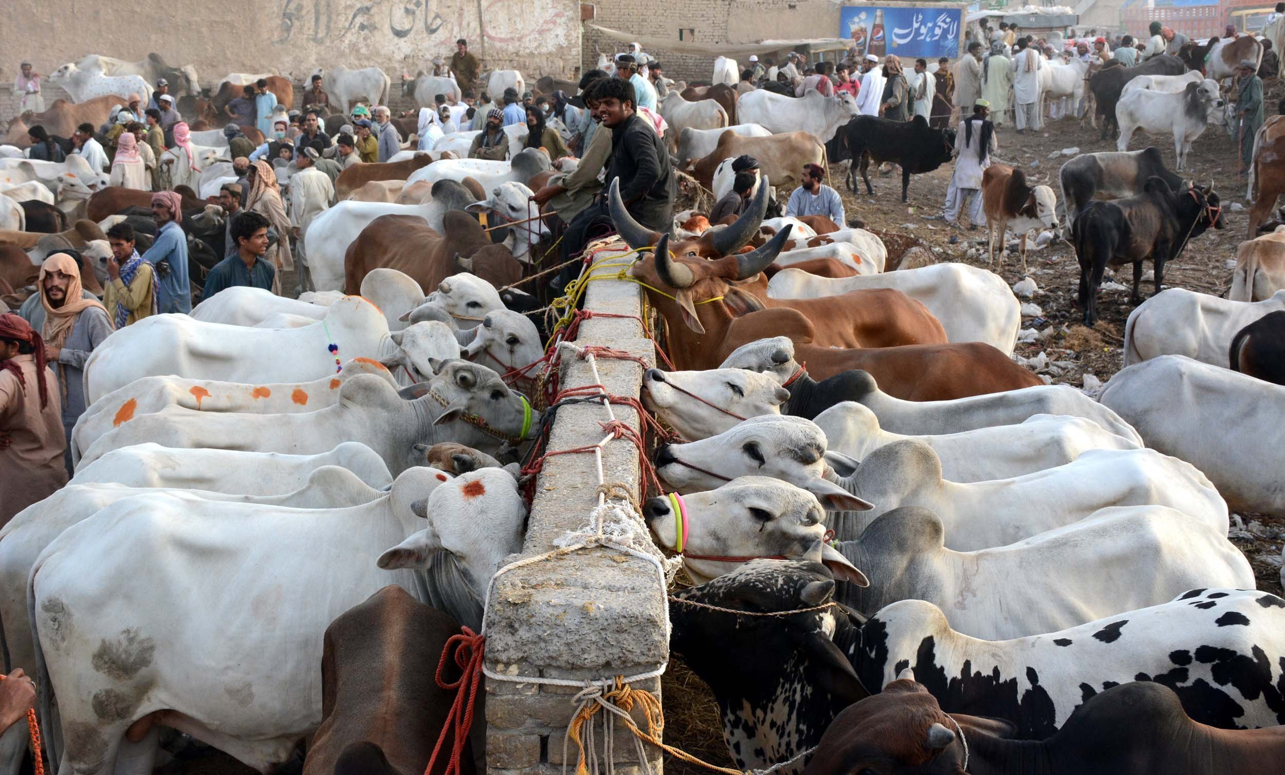 Rahim Yar Khan Cow Mandi