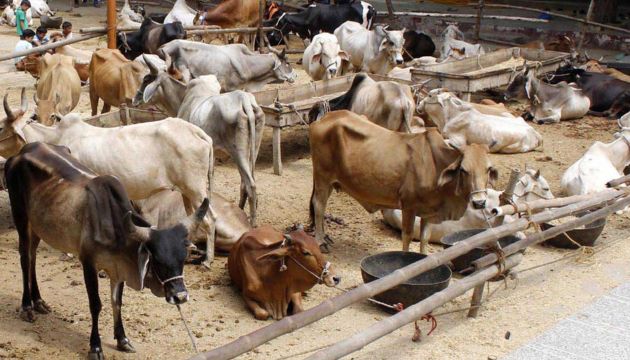 Sukkur Cow Mandi Sukkur Cow Mandi