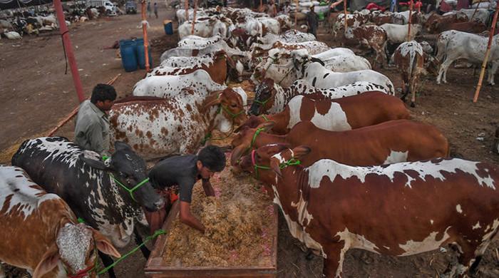 Sialkot Cow Mandi