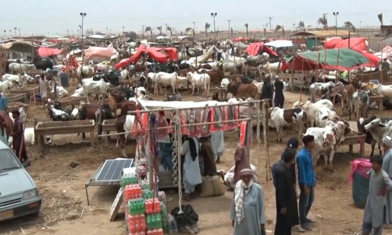 Peshawar Cow Mandi Peshawar Cow Mandi