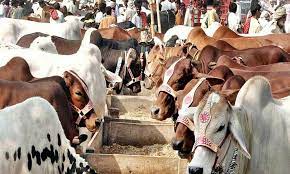 Mirpur Khas Cow Mandi Mirpur Khas Cow Mandi