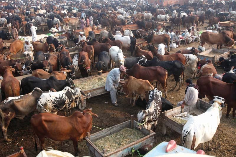 Burewala Cow Mandi