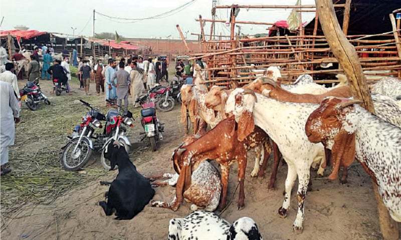 Abbottabad Cow Mandi