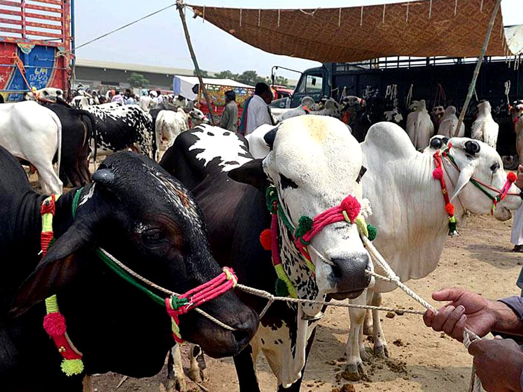 Turbat Cow Mandi