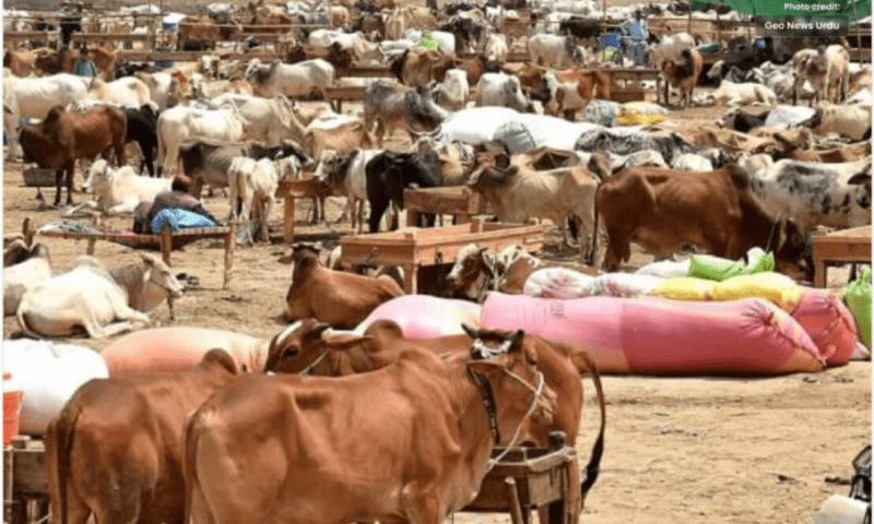 Hub Cow Mandi