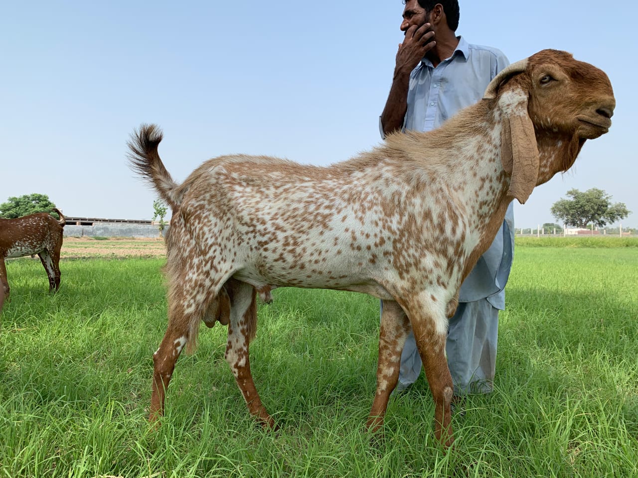 Zahoor Farms Zahoor Farms