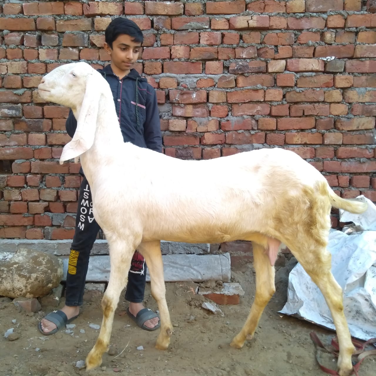 Ashraf Ashraf